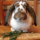 APK All Rabbit Breeds Info