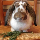 All Rabbit Breeds Info APK