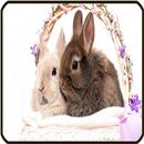 Rabbit Wallpaper APK