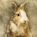 Rabbit Wallpapers-APK