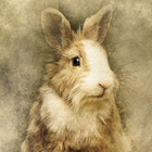 Rabbit Wallpapers icône