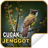 Masteran Chirping Cucak beard