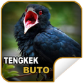 Masteran Chirping Tengkek Buto