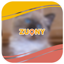 Collection de photos de chat Ragdoll APK