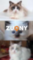 Ragdoll Cat Photo Collection poster