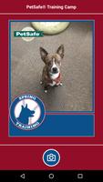 PetSafe® All-Star Baseball Card Affiche