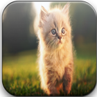 Cats Wallpapers icon