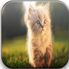 Cats Wallpapers simgesi