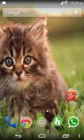 Cats Wallpapers Plakat