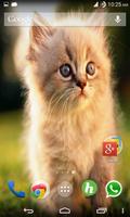 Cats Wallpapers screenshot 2