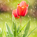 rain wallpapers
