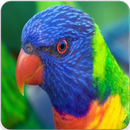 Rainbow Lorikeet Singing : Rainbow Lorikeet Song APK