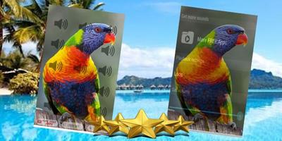 Rainbow Lorikeet Singing : Rainbow Lorikeet Song poster