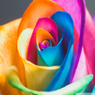 Rainbow Roses Live Wallpaper