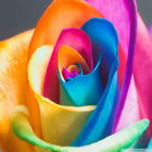 Rainbow Roses Live Wallpaper आइकन