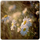 3D Rain Live Wallpaper APK