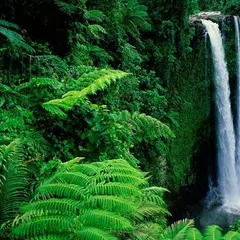 Rain Forest HD Live Wallpaper APK download