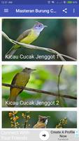 Masteran Burung Cucak Jenggot Poster