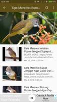 Masteran Burung Cucak Jenggot captura de pantalla 3