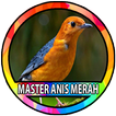 Masteran Burung Anis Merah