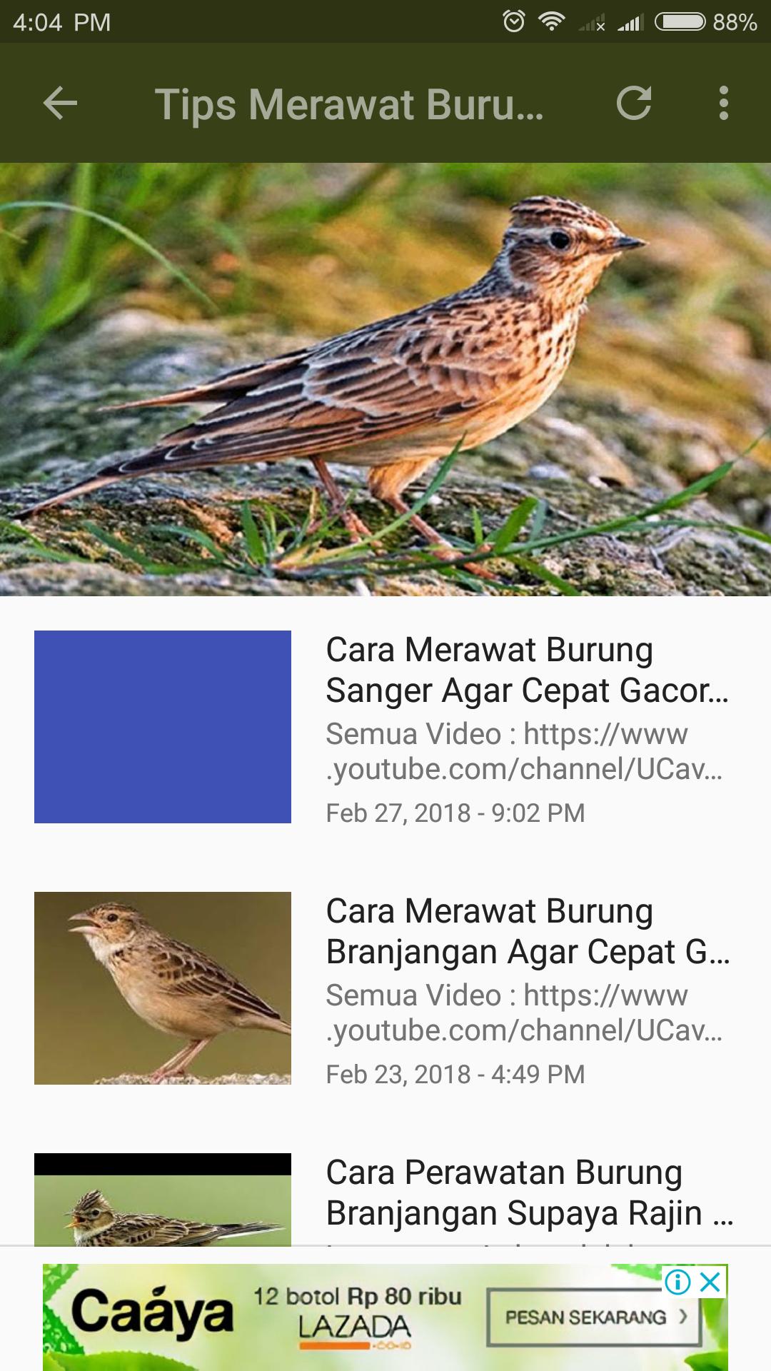 Masteran Burung Branjangan For Android Apk Download