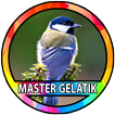 Kicau Burung Gelatik