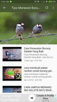 Kicau Burung Gelatik 截圖 3