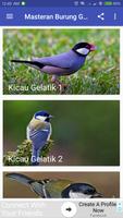 Kicau Burung Gelatik 海報