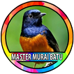 Kicau Burung Murai Batu