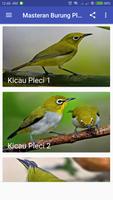 Kicau Burung Pleci پوسٹر