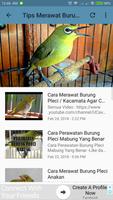 Kicau Burung Pleci اسکرین شاٹ 3