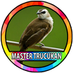 Kicau Burung Trucukan