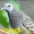 kicau kutut