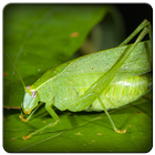 Katydid Sounds icon