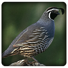 Quail Bird Sounds icon