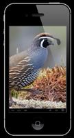 Quail Bird Sounds poster