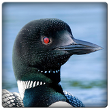 Loon Sounds icon