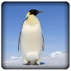 Penguin Sounds icono