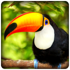 Toucan Bird Sounds Zeichen