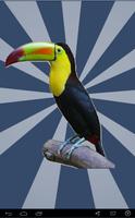 Toucan Bird Sounds-poster