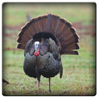 Turkey Cock Sound-icoon