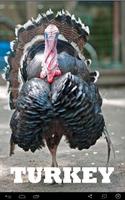 Turkey Cock Sound ポスター
