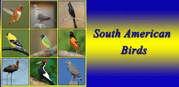 South American Birds