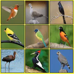 South American Birds アプリダウンロード
