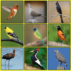 South American Birds Zeichen