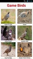 South American Birds 截图 3