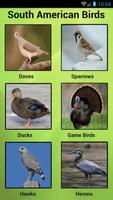 Poster South American Birds