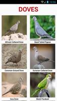South American Birds 截图 1