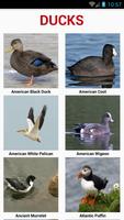 South American Birds ภาพหน้าจอ 2