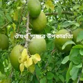 ঔষধি গাছের উপকারিতা